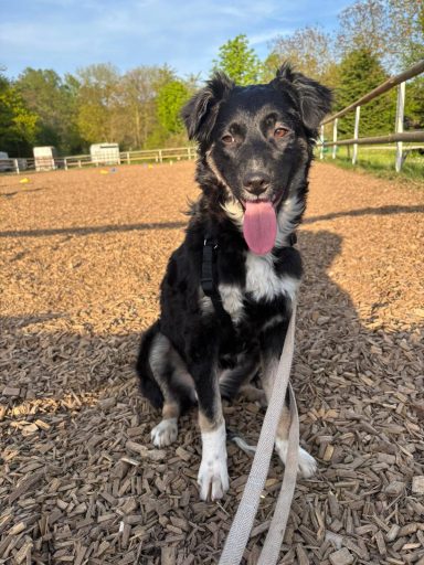 Carla🐾- Notfall, PLZ 34260 auf Pflegestelle muss leider wegen Hundehaarallergie schnellstens wieder ihre Koffer packen.