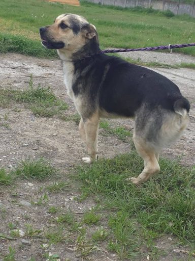 Chip wartet im Public Shelter Onesti auf eine Chance. Chip ist freundlich und lebhaft.