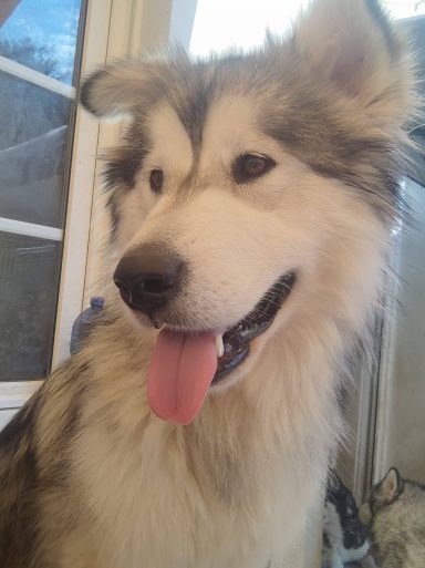 Honey - auf Pflegestelle in Rheinland-Pfalz. Sie ist 58 cm hoch und wiegt 27 kg. Sie wurde Mitte 2024 geboren.