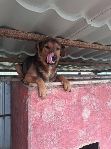 Rudi wurde im April 2025 geboren und hat eine Schulterhöhe von 51 cm. Er war vom ersten Tag an sehr zutraulich