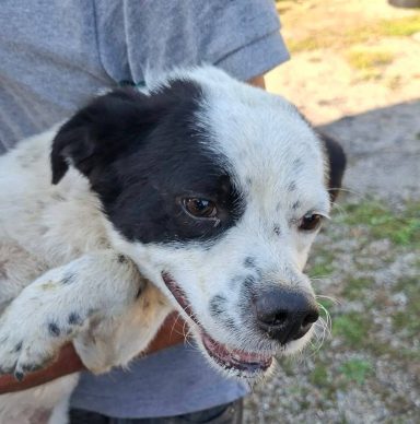 Oskar ist ca. 2022 geboren und nur 35 cm klein und ist mit seinen Hundekumpels verträglich.