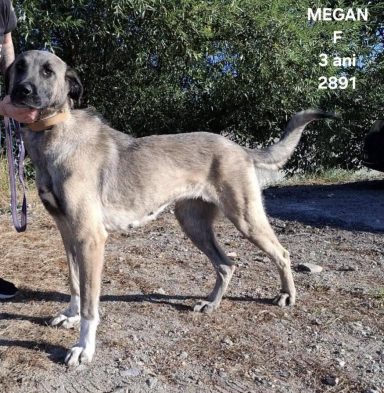 Megan - Vermittlungshilfe, Kangal-Mischling, 3 Jahre. Megan ist eine sehr brave, sanfte und äußerst freundliche Hündin und ruhig und