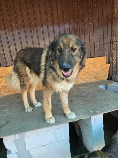 Wilma wurde im Januar 2020 geboren, ist 64 cm groß und wog bei Ankunft 42 kg.Wilma ist wahrscheinlich ein Carpatin - Mix, sie hat ein sehr
