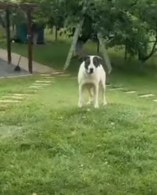 Notfall - Stella ist sehr schüchtern/ängstlich und lässt sich zu Beginn nicht anfassen.