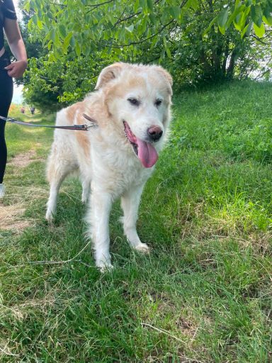Goldie/Labbi-Mix Albus ist mit seinen 12 Jahren bereits "Rentner". An der Leine läuft er sehr gut.