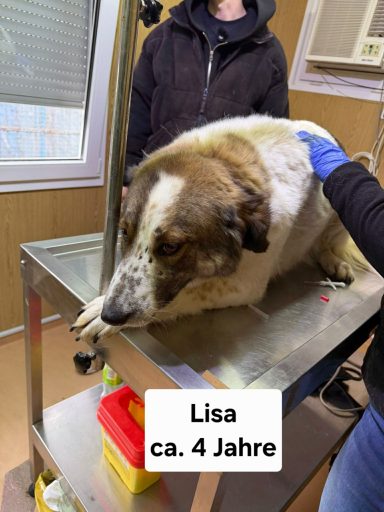 Lisa hat ihr Zuhause gefunden