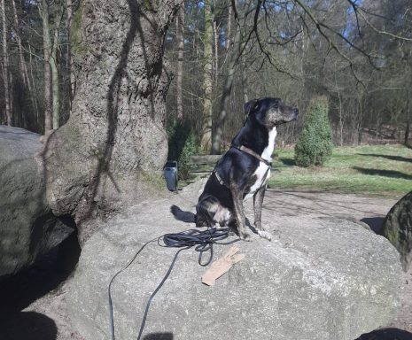 Lucky🐾 PLZ 46325 Leider kann sein Frauchen sich aus gesundheitlichen Gründen nicht länger um Lucky kümmern und nun suchen wir für den armen