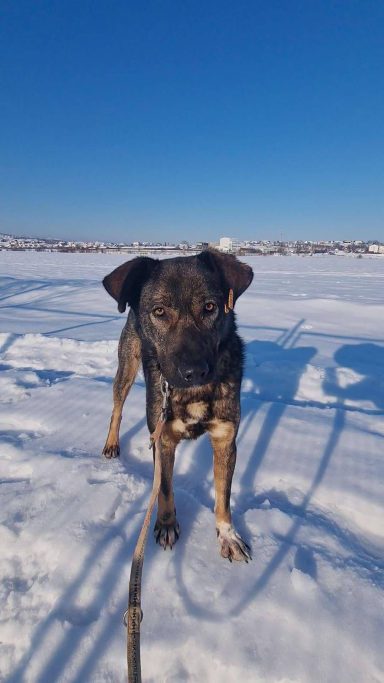 Buddy (ca. 6–7 Jahre alt) ist ein großer Rüde (ca. 30 kg) mit einem ruhigen, sanften Wesen. Er genießt den Umgang mit Menschen. Er ist