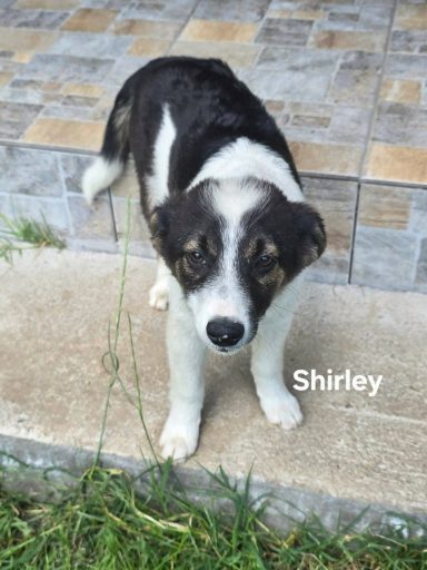 Shirley hat ihr Zuhause gefunden