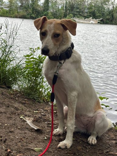 Luna🐾 - auf Pflegestelle in Ludwigshafen PLZ 67061. Sie wurde im September 2025 geboren und ist mittelgroß.