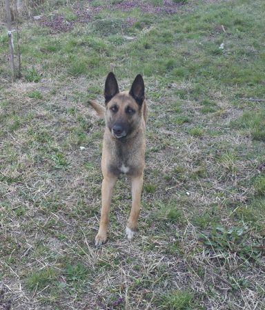 Vermittlungshilfe - Maia, ist zwischen 5-7 Jahre alt und ungefähr 70cm hoch (sie wollte nicht richtig still halten zum Messen, es kann also