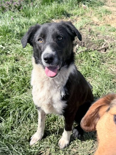Stephanie ist eine junge, freundliche Hündin und schätzungsweise 2024 geboren. Sie wurde aus der Tötung Onesti 6 Hunde gerettet.