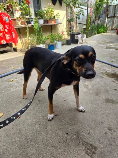 Lucky ist ca. Anfang 2025 geboren, 35-40 cm groß und wiegt etwa 10 kg.