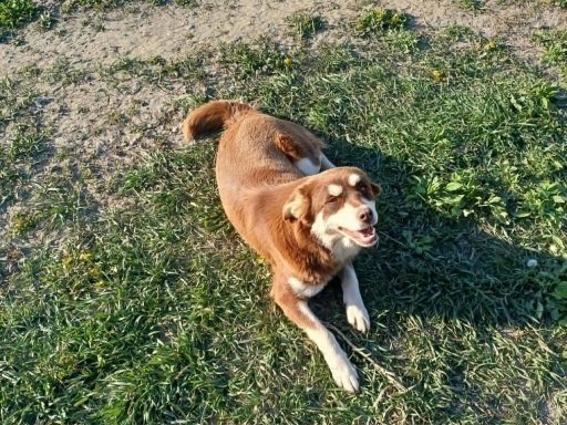 Sonia ist eine einjährige liebe Huskymixhündin, mit allem und jedem verträglich.