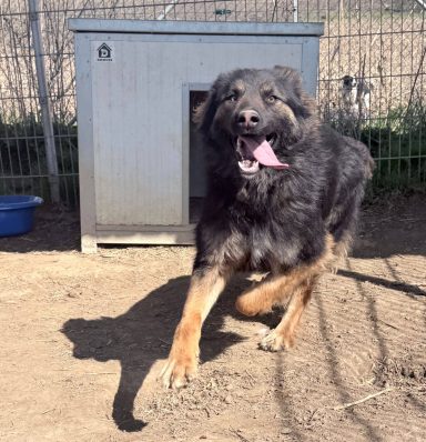 Bruno ist ein junger, freundlicher Rüde, ca. Anfang 2024 geboren und mit Artgenossen verträglich. Bruno ist noch sehr verspielt und Anfangs