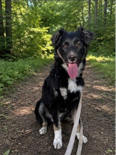 Carla🐾 Pflegestelle PLZ 55444 wurde im September 2025 in Rumänien geboren.und ist zur Zeit 46 cm hoch. Carla ist stubenrein und läuft super