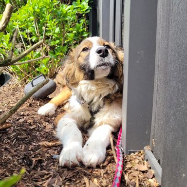 Teddy Bucovina-Mix ca. 9 / 2025 geboren in 51647 Gummersbach. Teddy befindet sich