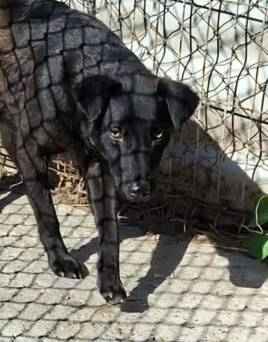 Blacky wurde ca. 2022 geboren ist ca. 55 cm groß und mit seinen Hundekupels verträglich.