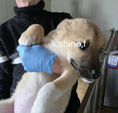 Shine wurde im Januar 2026 geboren. Sie ist alterstypisch verspielt und aktiv und sollte ihre Kindheit nicht im Shelter