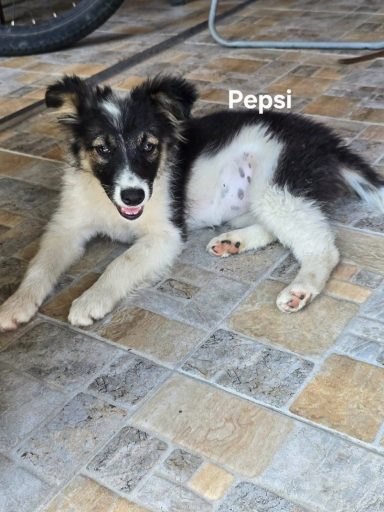 Pepsi hat ihr Zuhause gefunden