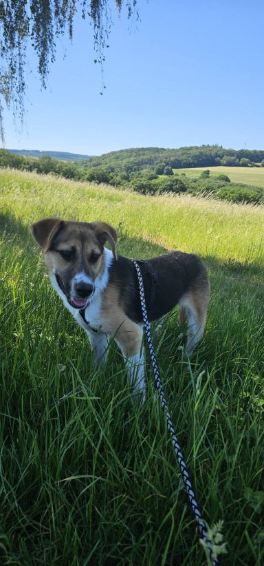 Bonnie Pflegestelle PLZ 55444. Sie im Dezember 2025 geboren und zur Zeit etwa 45 cm groß. Sie hat ein freundliches Wesen. Bonnie liebt lange