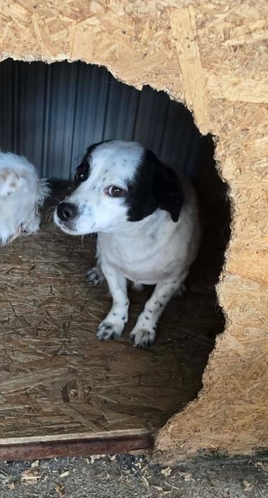 Oskar wurde Mitte 2022 geboren, nur 35 cm klein und ist mit seinen Hundekumpels verträglich.