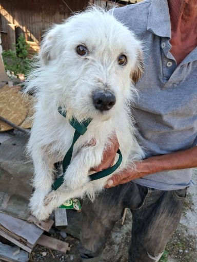 Sheldon wurde er Mitte 2024 geboren, ist nur 33 cm groß und ist mit seinen Hundekumpels verträglich.