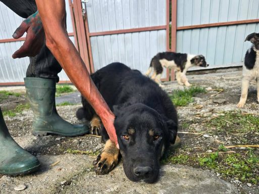 Murphy erträgt es nicht, eingesperrt zu sein. Er verletzt sich immer wieder wenn er nachts aus seinem Kennel ausbrechen will. Er wurde