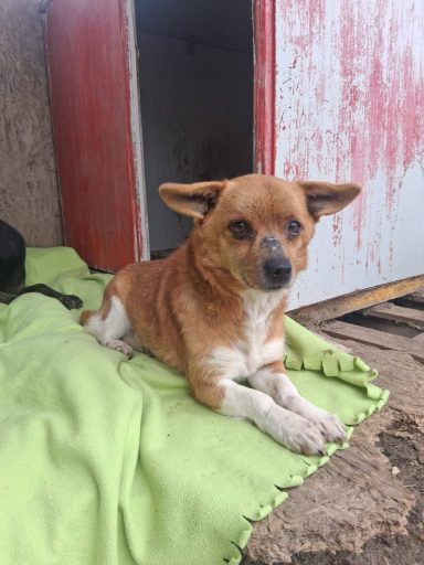 Pufi wurde im Oktober 2019 geboren und hat eine Schulterhöhe von nur 24 cm. Mittlerweile zeigt er sich als freundlicher kleiner Schatz